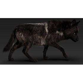 Black Timber Wolf (Fur) model